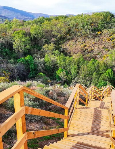 a wooden stairs leading up to a forest